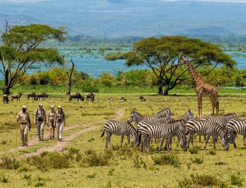 The Best Kenya Safari + Spa Combination: Why Naivasha Should be Your Base